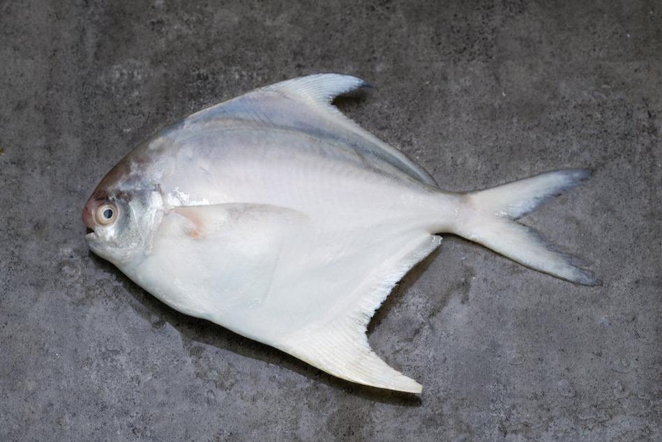 Fresh White Pomfret 400/500g