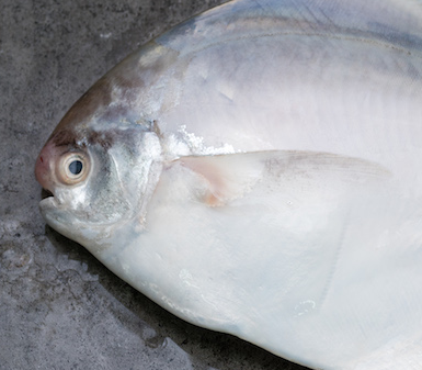 Fresh White Pomfret 400/500g