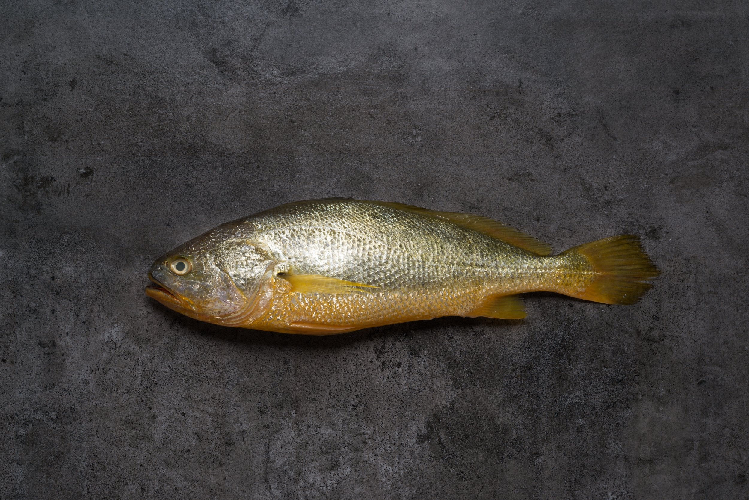 Fresh Yellow Croaker 400/600g – Port65 Seafood Store
