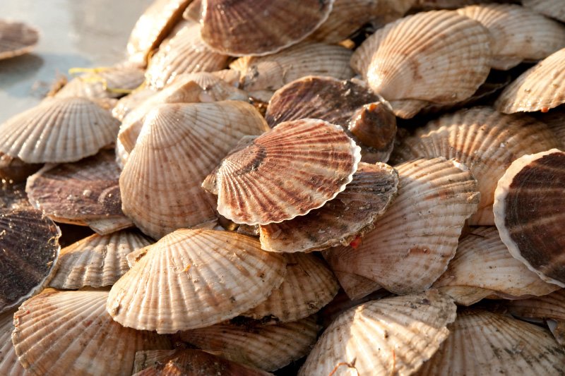 * Frozen Hokkaido Gyoren Scallops, 31-35 pcs / KG (Different pack size available)