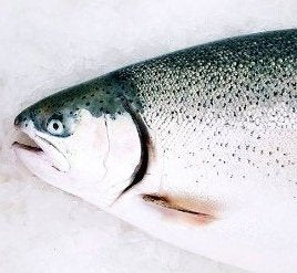 Fresh Ocean Trout 4.5kg &